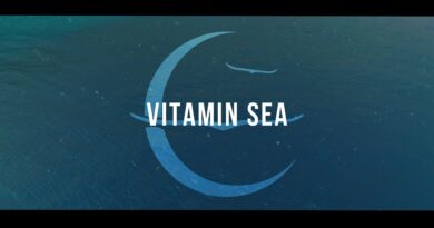 Owl City - Vitamin Sea Lyrics