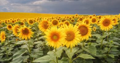 Zdob și Zdub — Floarea soarelui Versuri